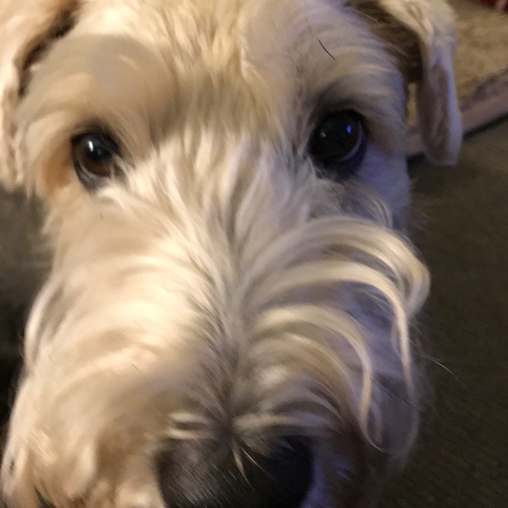 Meet your Posher, Sis